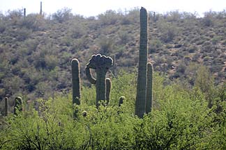 Crowned Saguaro Saguaro Lake, April 19, 2012